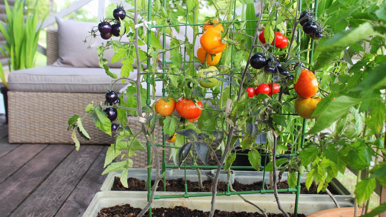 From Seed to Summer Harvest: Your Guide to Homegrown Tomatoes